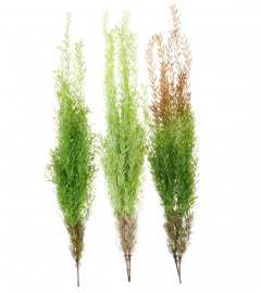 Planta Colgante 113Cm